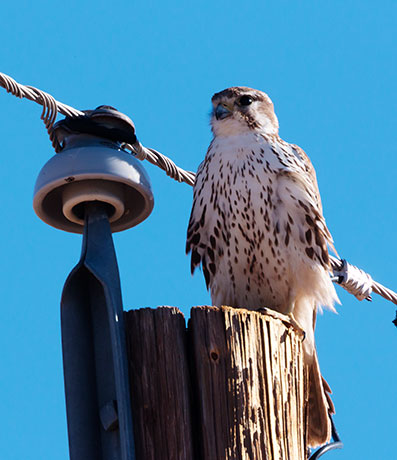 Prairie Falcon Falco mexicanus 