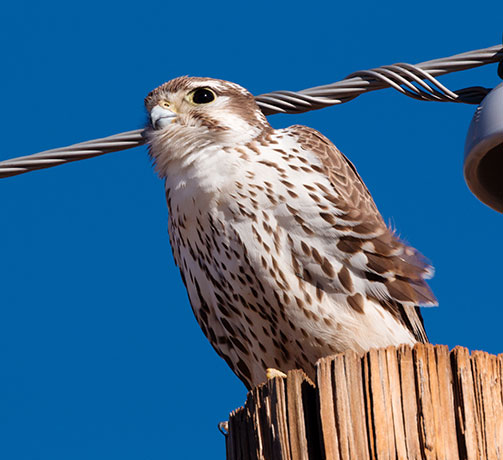 Prairie Falcon Falco mexicanus 