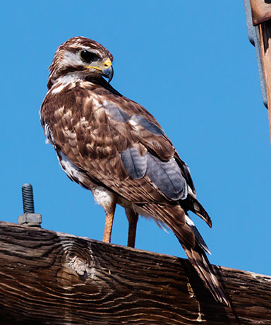 Prairie Falcon Falco mexicanus 