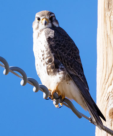 Prairie Falcon Falco mexicanus 