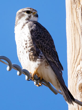 Prairie Falcon Falco mexicanus 