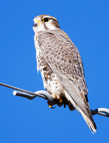 Prairie Falcon Falco mexicanus 