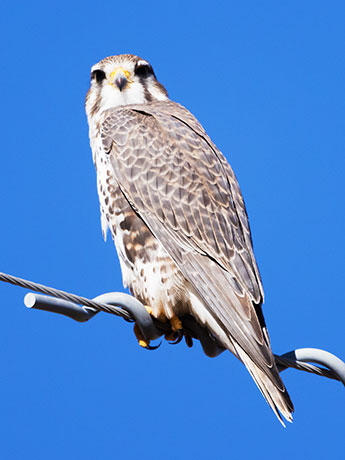 Prairie Falcon Falco mexicanus 