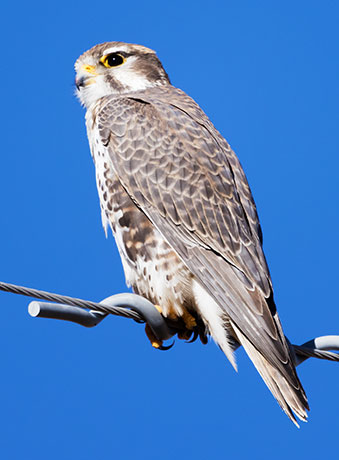 Prairie Falcon Falco mexicanus 
