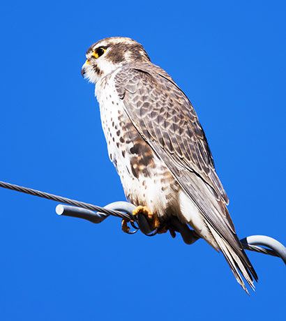 Prairie Falcon Falco mexicanus 