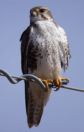 Prairie Falcon Falco mexicanus 