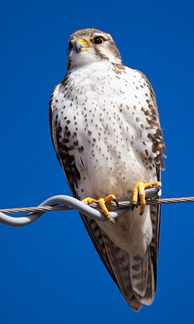 Prairie Falcon Falco mexicanus 