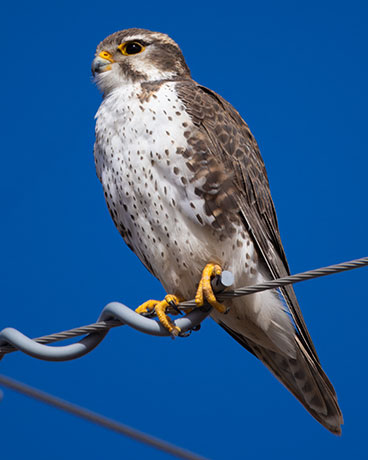 Prairie Falcon Falco mexicanus 