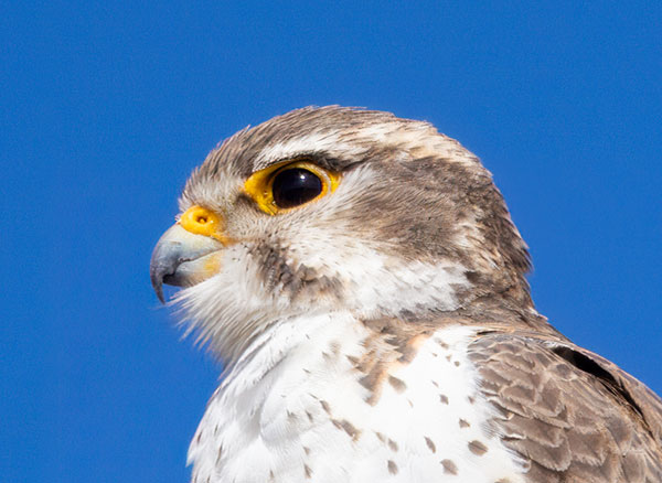 Prairie Falcon Falco mexicanus 