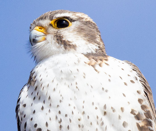 Prairie Falcon Falco mexicanus 