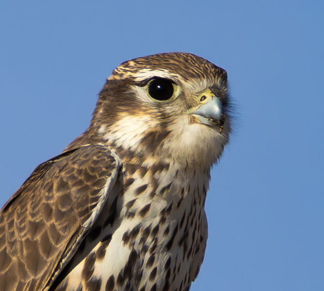 Prairie Falcon Falco mexicanus 