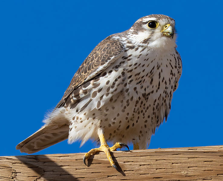 Prairie Falcon Falco mexicanus 