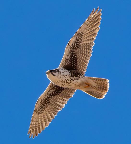 Prairie Falcon Falco mexicanus 