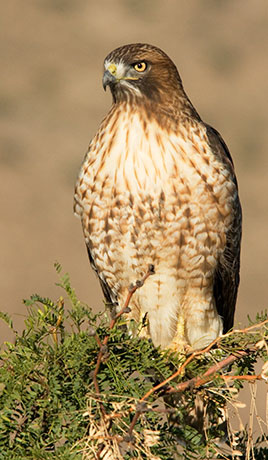 Red Tailed Hawk Buteo jamaicensis