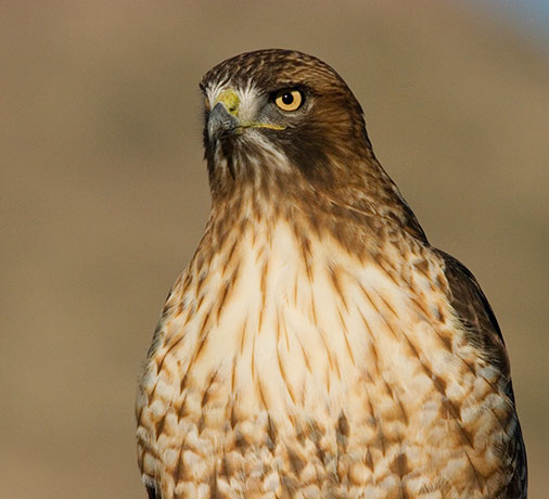 Red Tailed Hawk Buteo jamaicensis