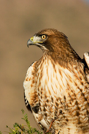 Red Tailed Hawk Buteo jamaicensis
