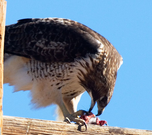 Red Tailed Hawk Buteo jamaicensis feeding
