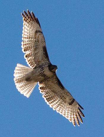 Red Tailed Hawk Buteo jamaicensis