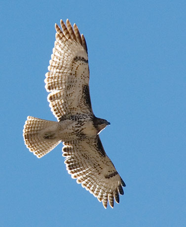Red Tailed Hawk Buteo jamaicensis