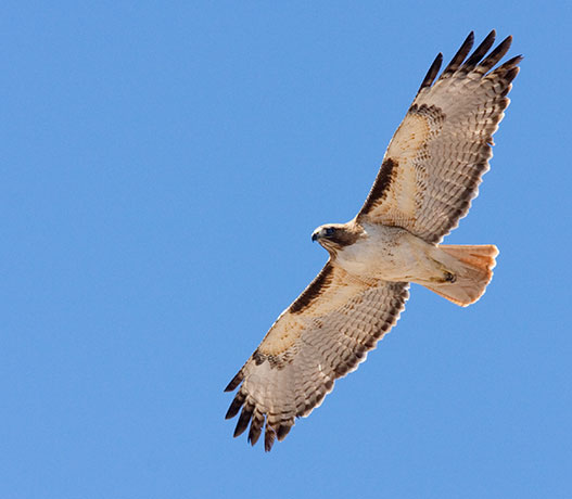 Red Tailed Hawk Buteo jamaicensis flying in flight