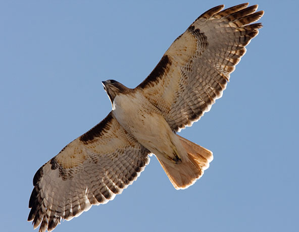 Red Tailed Hawk Buteo jamaicensis flying in flight