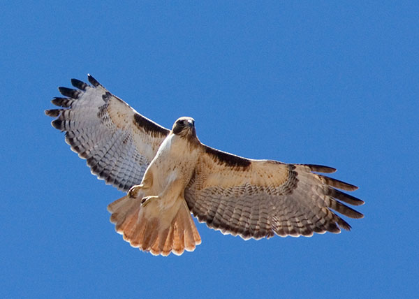 Red Tailed Hawk Buteo jamaicensis flying in flight