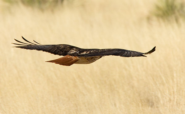 Red Tailed Hawk Buteo jamaicensis