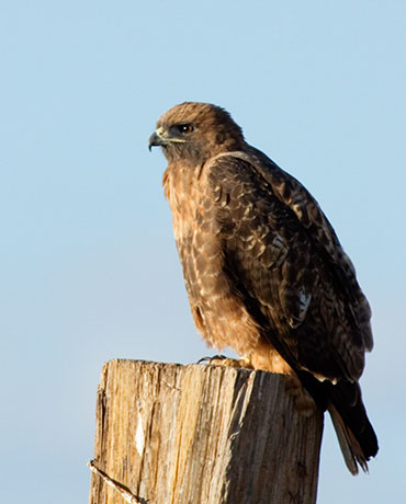 Red Tailed Hawk Buteo jamaicensis