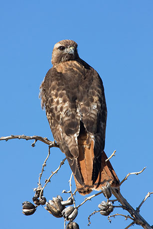 Red-tailed Hawk Buteo jamaicensis