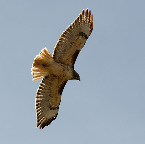 Red-tailed Hawk Buteo jamaicensis