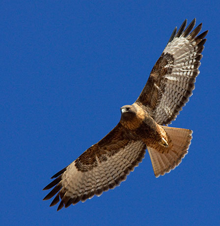 Red-tailed Hawk Buteo jamaicensis