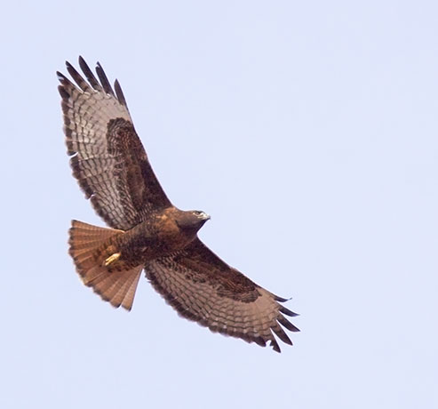 Red-tailed Hawk Buteo jamaicensis