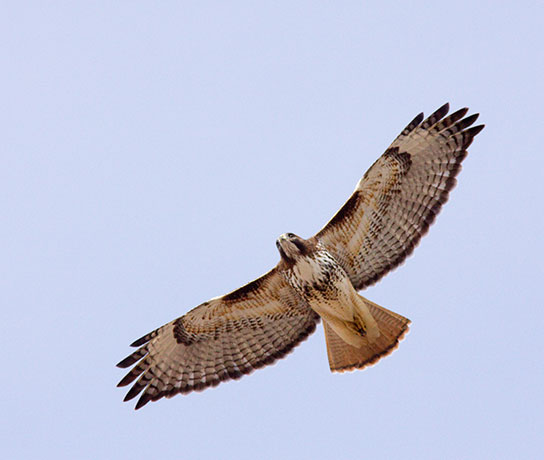 Red-tailed Hawk Buteo jamaicensis