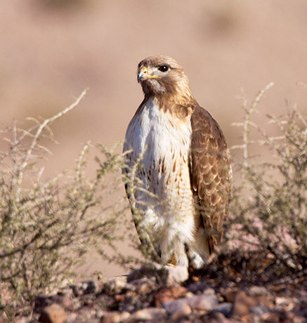 Red-tailed Hawk Buteo jamaicensis