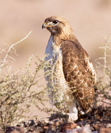 Red-tailed Hawk Buteo jamaicensis