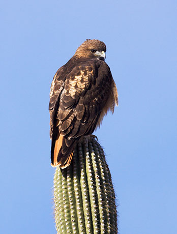 Red-tailed Hawk Buteo jamaicensis