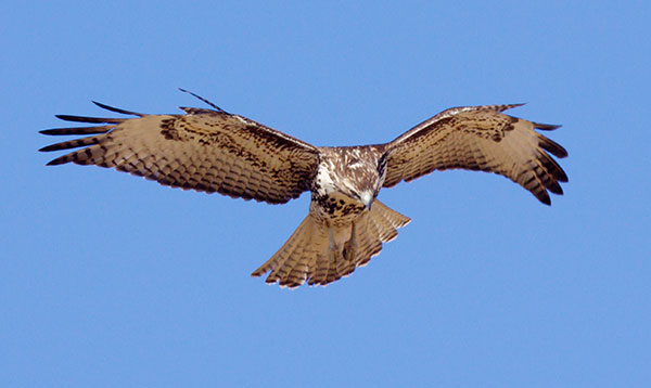 Red-tailed Hawk Buteo jamaicensis