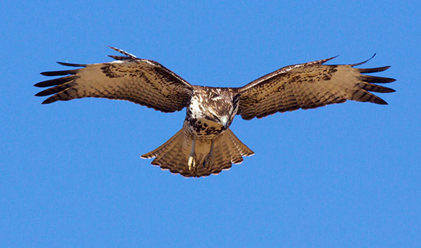 Red-tailed Hawk Buteo jamaicensis
