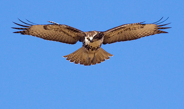 Red-tailed Hawk Buteo jamaicensis
