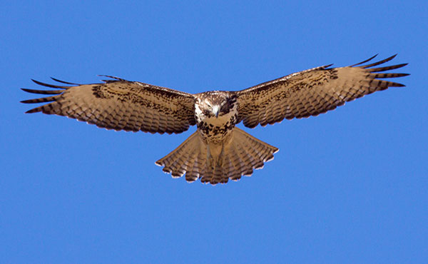 Red-tailed Hawk Buteo jamaicensis