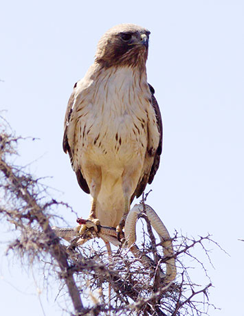 Red-tailed Hawk Buteo jamaicensis