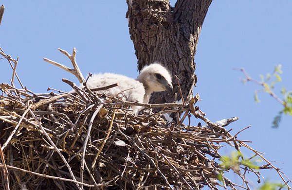 Red-tailed Hawk Buteo jamaicensis