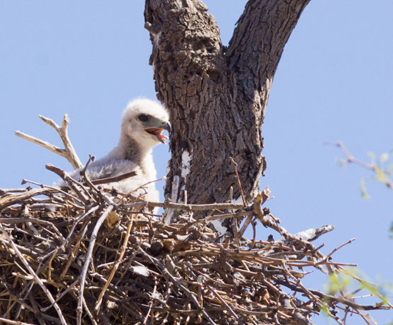 Red-tailed Hawk Buteo jamaicensis