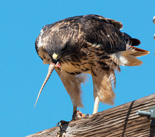 Red-tailed Hawk Buteo jamaicensis
