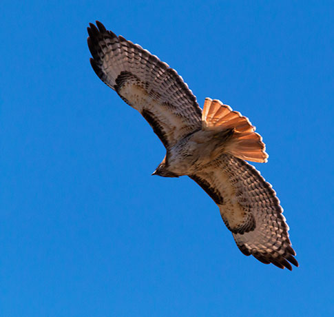Red-tailed Hawk Buteo jamaicensis