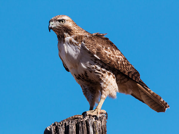Red-tailed Hawk Buteo jamaicensis