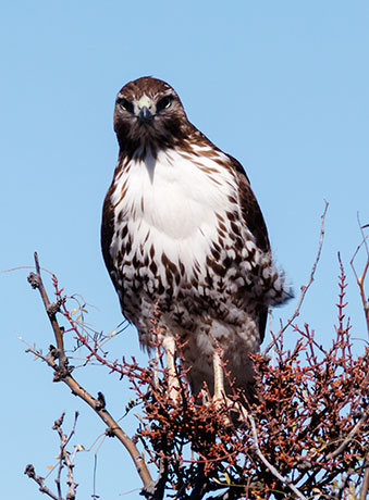 Red-tailed Hawk Buteo jamaicensis