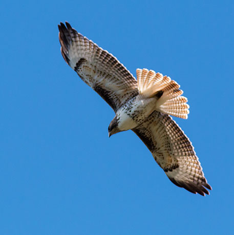 Red-tailed Hawk Buteo jamaicensis