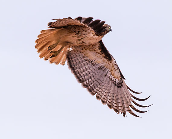 Red-tailed Hawk Buteo jamaicensis