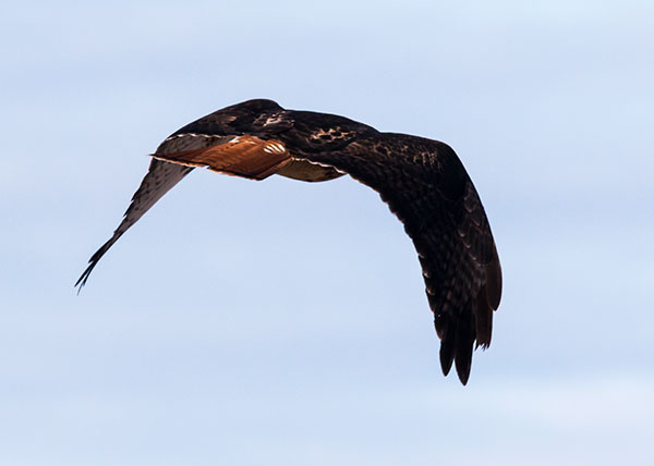 Red-tailed Hawk Buteo jamaicensis